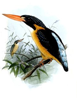 Ceyx lepidus