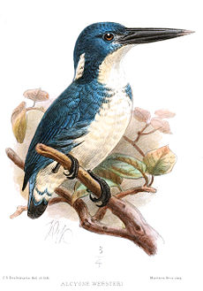Ceyx websteri