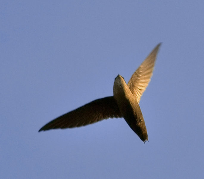 Chaetura pelagica