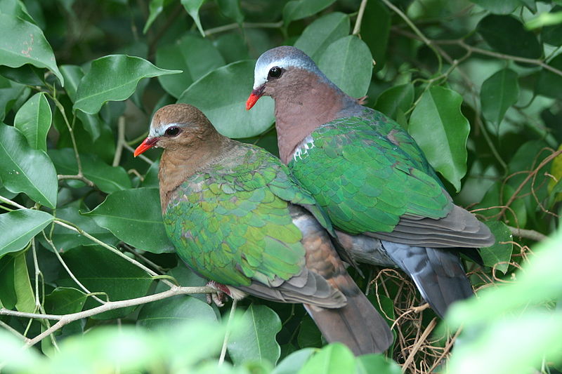 Chalcophaps indica