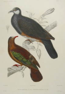 Chalcophaps stephani