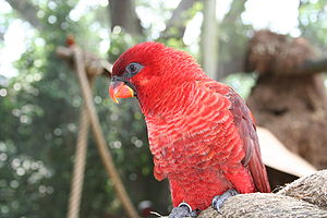 Chalcopsitta cardinalis