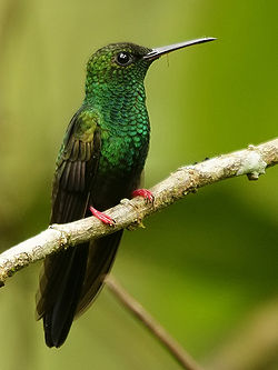 Chalybura urochrysia