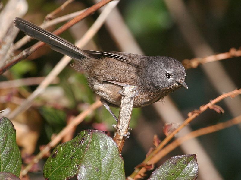 Chamaea fasciata