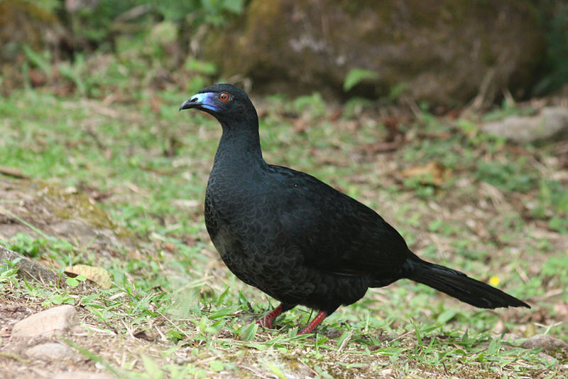 Chamaepetes unicolor