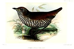 Chamaeza mollissima