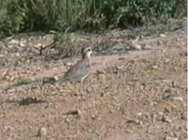 Charadrius asiaticus