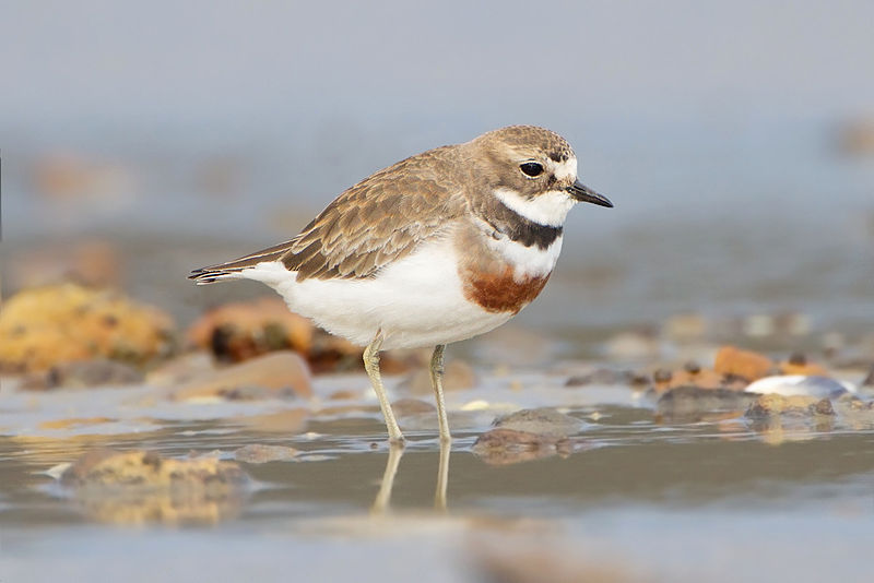 Charadrius bicinctus