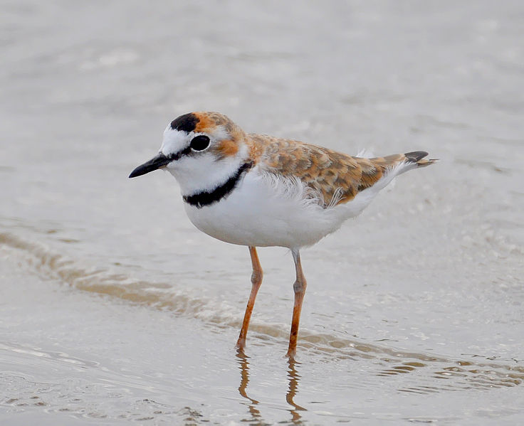 Charadrius collaris