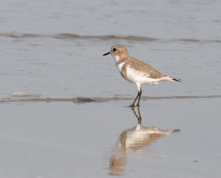 Charadrius falklandicus