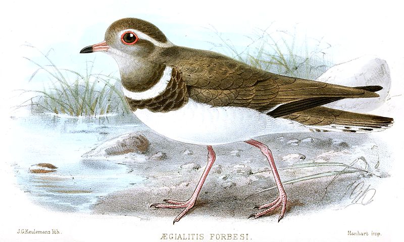 Charadrius forbesi