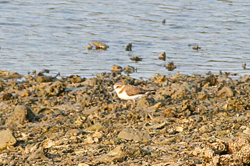 Charadrius javanicus