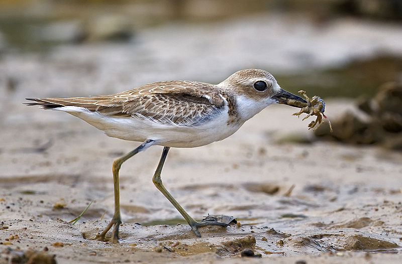 Charadrius leschenaultii
