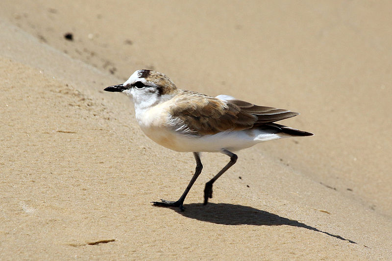 Charadrius marginatus