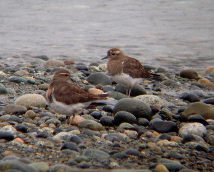 Charadrius modestus