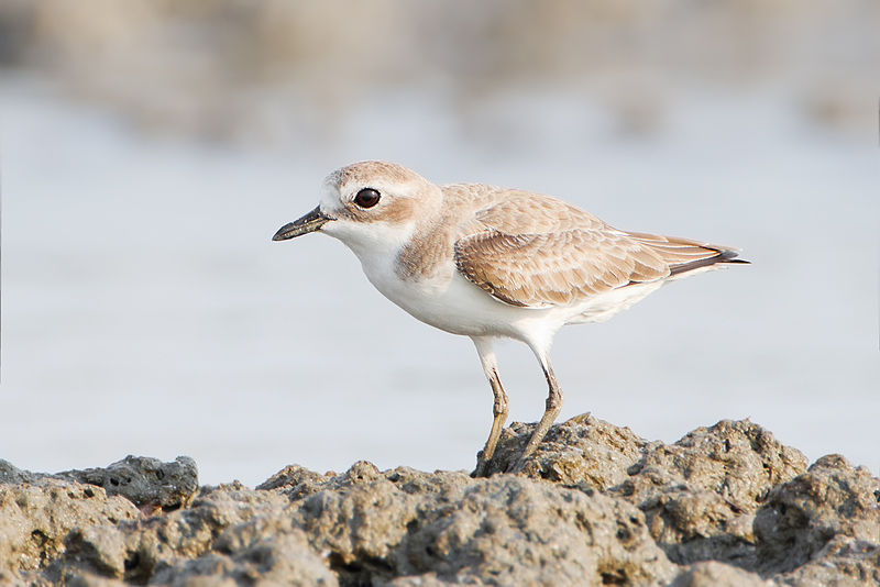Charadrius mongolus