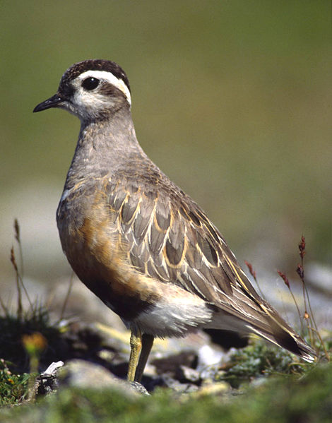 Charadrius morinellus