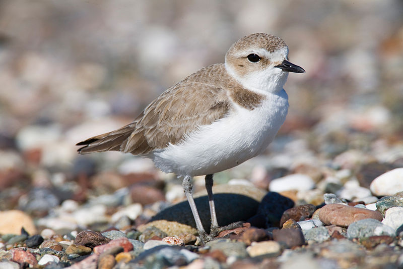 Charadrius nivosus