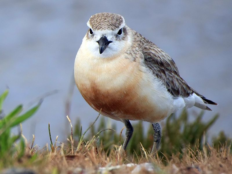 Charadrius obscurus