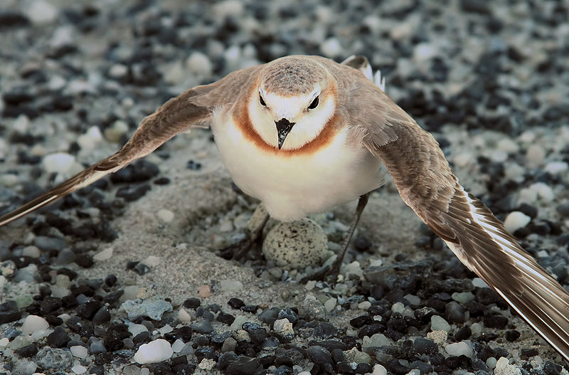 Charadrius pallidus