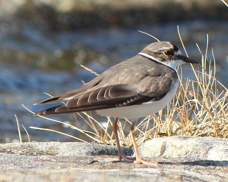 Charadrius placidus