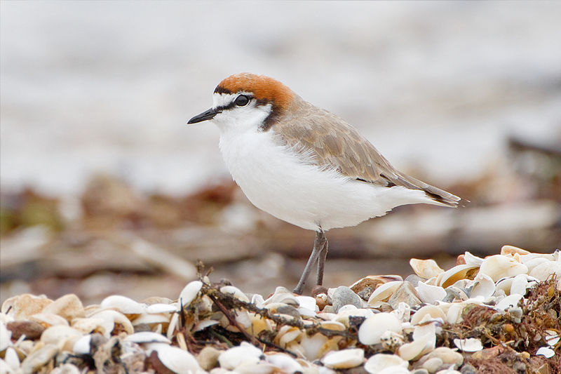 Charadrius ruficapillus