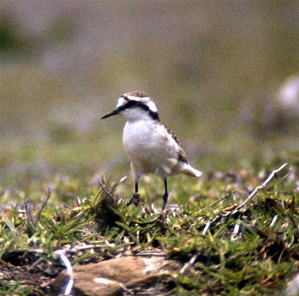 Charadrius sanctaehelenae