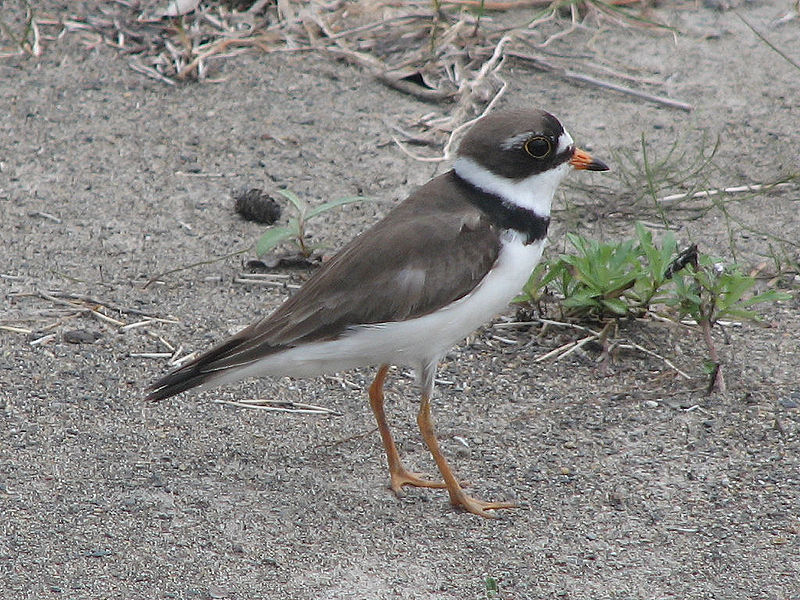 Charadrius semipalmatus