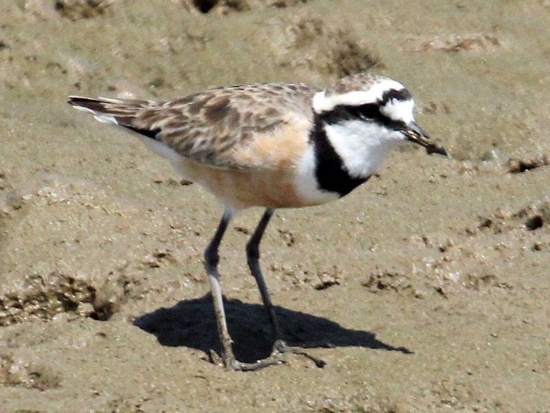 Charadrius thoracicus