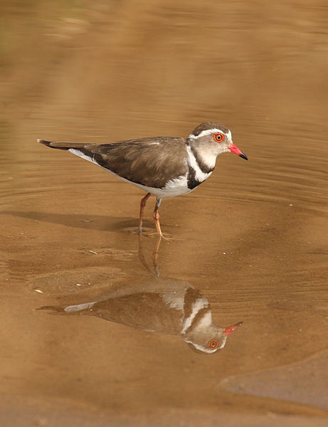 Charadrius tricollaris