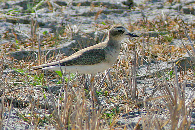 Charadrius veredus