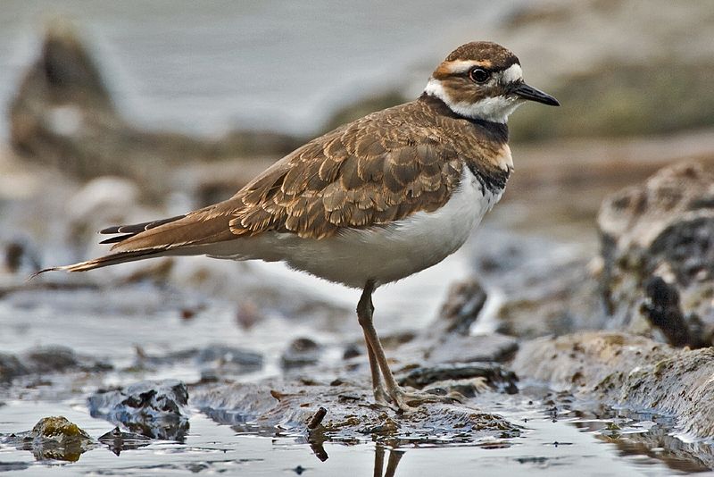 Charadrius vociferus