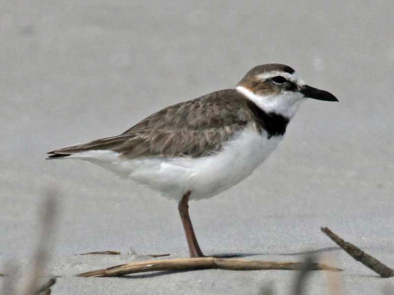 Charadrius wilsonia