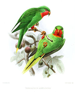Charmosyna amabilis