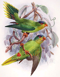 Charmosyna diadema
