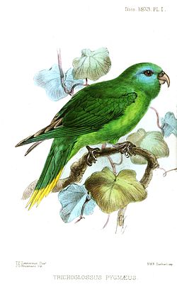 Charmosyna palmarum
