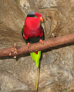 Charmosyna papou