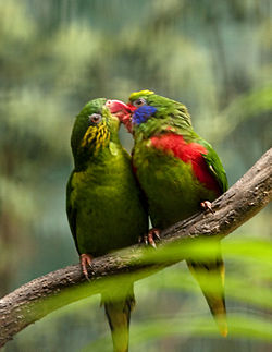 Charmosyna placentis