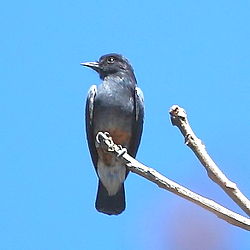 Chelidoptera tenebrosa