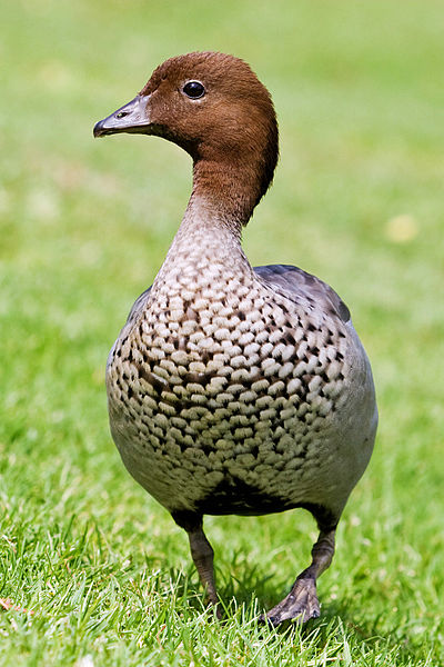 Chenonetta jubata