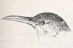Chersophilus duponti