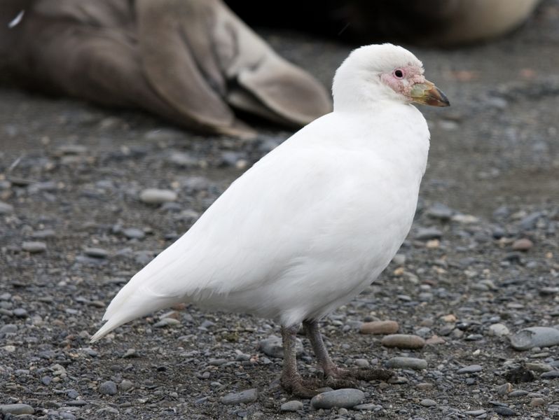 Chionis albus
