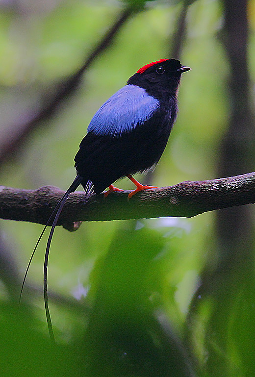 Chiroxiphia linearis