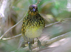 Chlamydera guttata