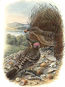Chlamydera nuchalis