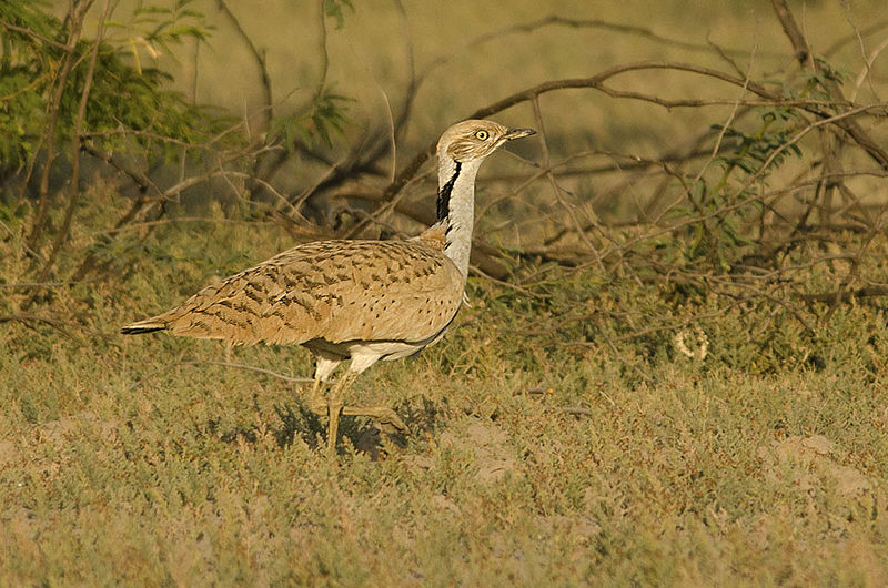 Chlamydotis macqueenii