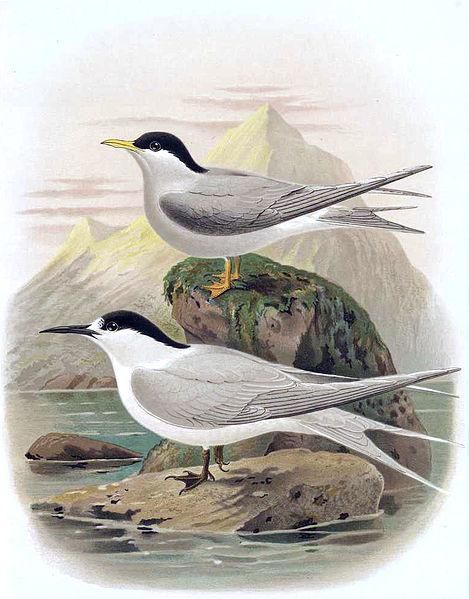 Chlidonias albostriatus