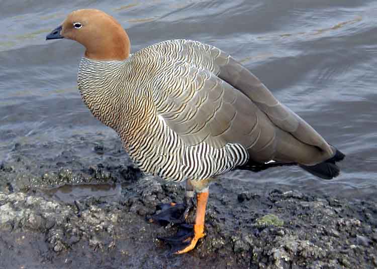 Chloephaga rubidiceps