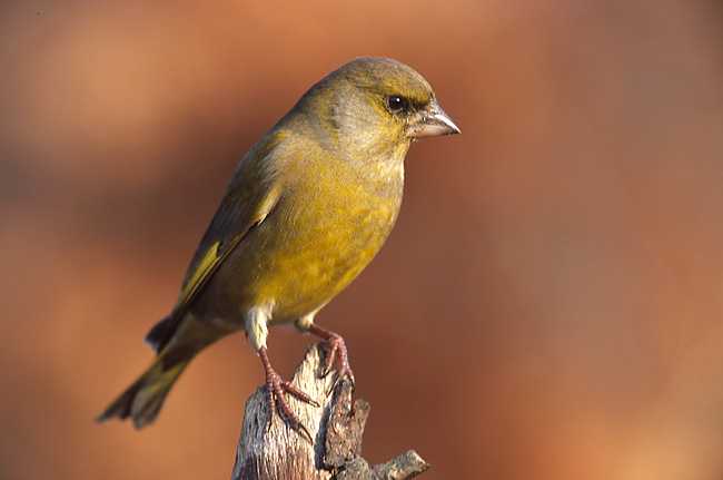 Chloris chloris