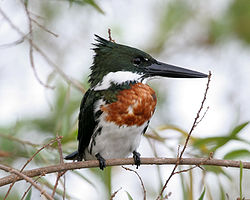 Chloroceryle amazona